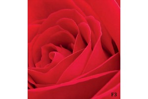 Фототапети голяма червена роза 2